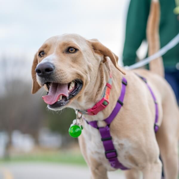 Collars, Harnesses &amp; Leashes