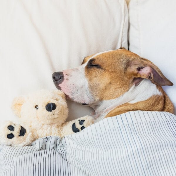 Dogs Beds