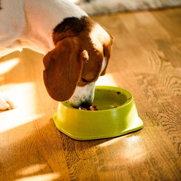 Feeding &amp; Watering Supplies