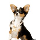 Pet Jewelry - Petscia store