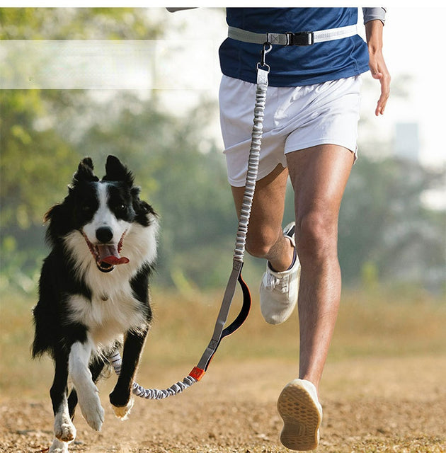 Hands Free Dog Leash.Durable Double Handle Waist Leash with Reflective Elastic for Running