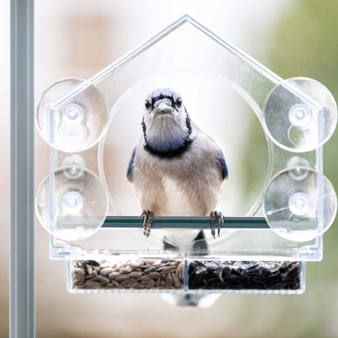 Bird feeder with clear plastic window and strong suction cups